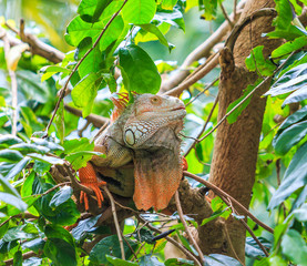 Green Iguana