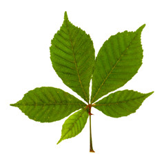Green leaf isolated on white
