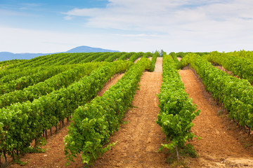 Fototapeta na wymiar Diminishing rows of Vineyard Field in Southern France