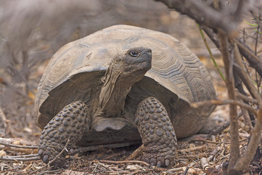 Young Giant Tortoise in the Brush