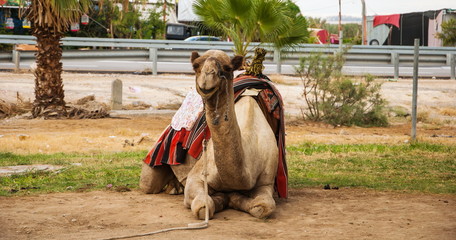 Naklejka premium Camel in the desert oasis in Israel