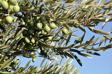 Fototapeta premium Olivenbaum