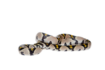 Naklejka premium Mandarin Rat Snake isolated on white background.