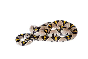Fototapeta premium Mandarin Rat Snake isolated on white background.