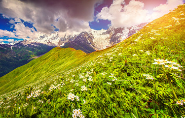 Blooming daisies in Caucasus mountains