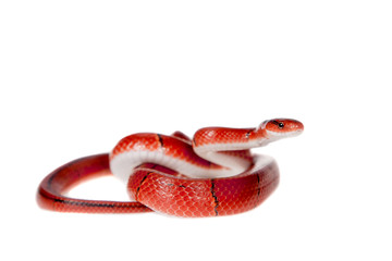 Fototapeta premium Small red bamboo snake isolated on white