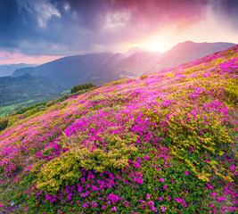 Obraz premium Magic pink rhododendron flowers in the mountains.