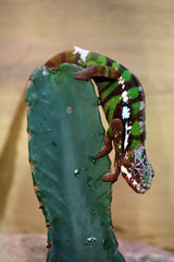 Chamaeleon