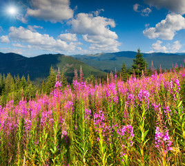 Obraz premium Beautiful summer landscape in the mountains with pink flowers