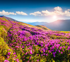Obraz premium Magic pink rhododendron flowers in the mountains.