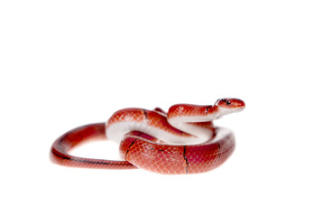 Small red bamboo snake isolated on white