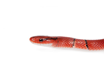 Small red bamboo snake isolated on white