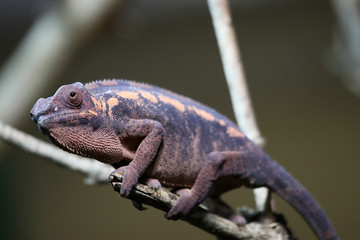 Chamaeleon