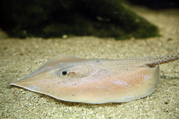 Stachelrochen