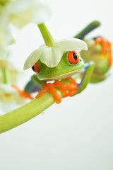 Red eyed tree frog