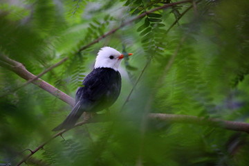 Rotschnabel-Fluchtvogel