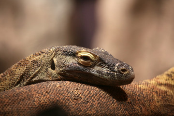 Komodonwaran