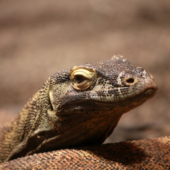 Komodonwaran