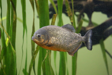 Roter Piranha