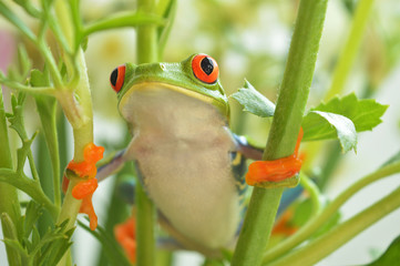 Red eyed tree frog