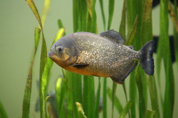Roter Piranha