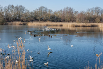 Mühlenteich