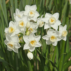 Fototapeta premium Narcisse Paperwhite