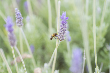 Avispa en flor de lavanda.