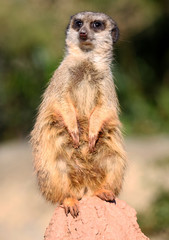 wachendes Erdmännchen