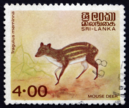 Postage stamp Sri Lanka 1982 Mouse Deer