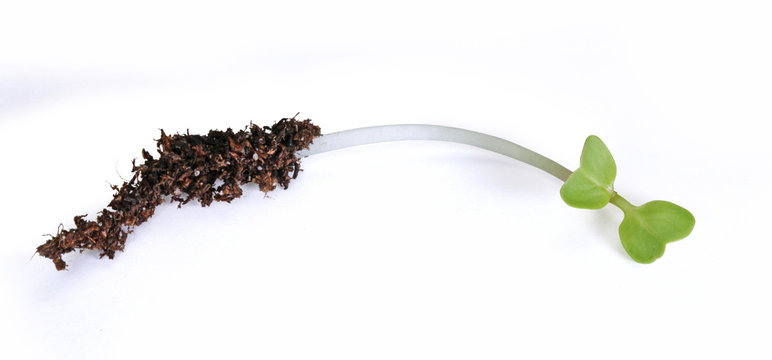 plantule de radis
