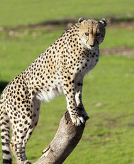 Cheetah searching for prey