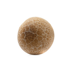 top of fresh shimeji mushroom isolated on white background
