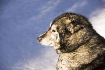 malamute d'Alaska