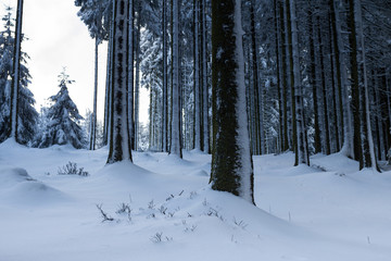 snowy and cold winter forest