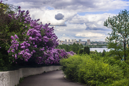 Panorama of the city of Kiev. Ukraine. View of the monastery Vyd