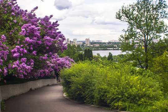 Panorama of the city of Kiev. Ukraine. View of the monastery Vyd