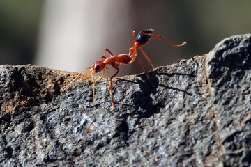 Bull Ant