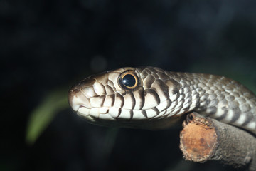 Snake head close up picture