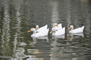 White Ducks in Formation