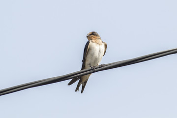 ツバメの巣立ち雛