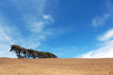 Windsept trees standing on a ploughed field, Southland, New Zeal