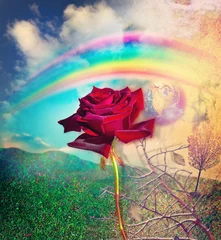 Poster Regenboog en rode roos in de vallei © Rosario Rizzo