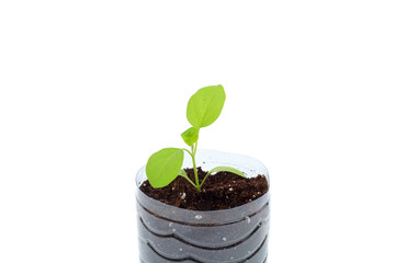 Aubergine spring sprouts