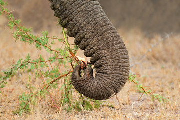 Close-up of the trunk of a feeding African elephant - obrazy, fototapety, plakaty