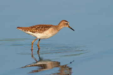 Foraging ruff (Philomachus pugnax)