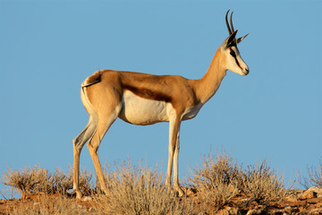 Springbok antelope, Kalahari desert