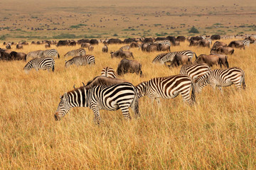 Zebras and wildebeest grazing, Masai Mara