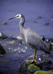 white-faced heron