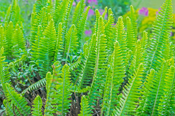 Green fern